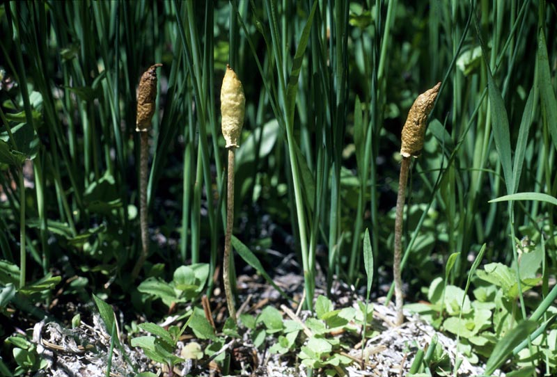 Leratiomyces cucullatus
